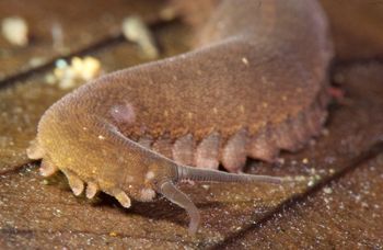 Media type: image; Invertebrate Zoology 131441